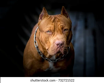 American Pit Bull Terrier 260nw 732721522